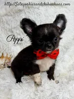Peppi, a male Chihuahua for sale in Beaumont, TX – 6 of 7