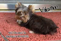 Valentino, a male Yorkshire Terrier for sale in Beaumont, TX – 2 of 6
