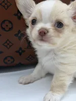 Promise, a female Chihuahua for sale in Beaumont, TX – 4 of 10
