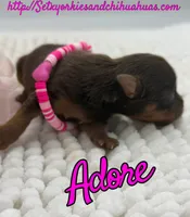 Adore, a female Yorkshire Terrier for sale in Beaumont, TX – 3 of 7
