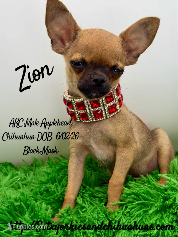 Zion – Chihuahua puppy for sale in Beaumont, TX