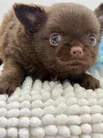 Paco, a male Chihuahua for sale in Beaumont, TX – 5 of 6