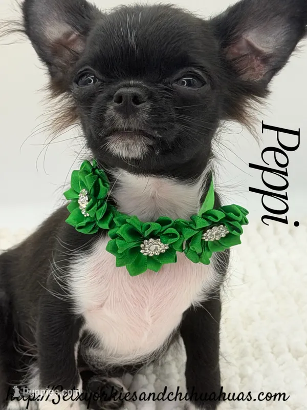 Peppi – Chihuahua puppy for sale in Beaumont, TX