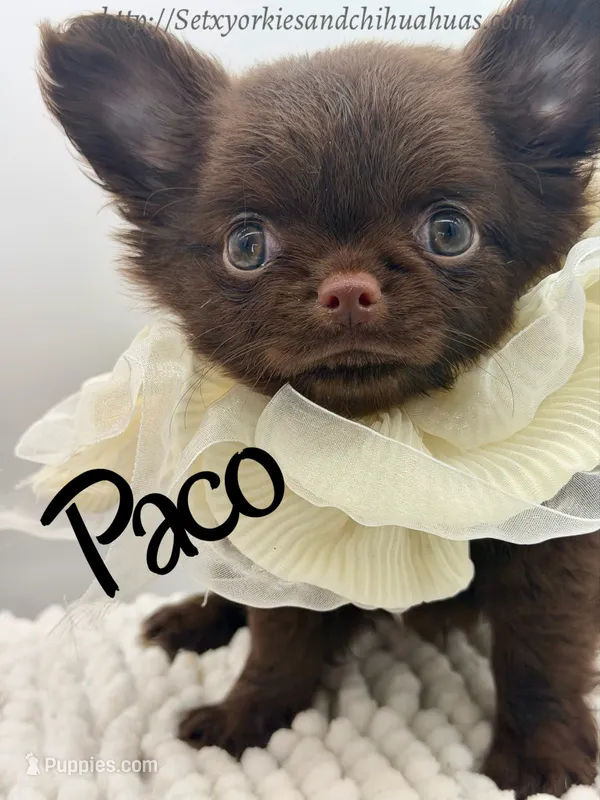 Paco – Chihuahua puppy for sale in Beaumont, TX