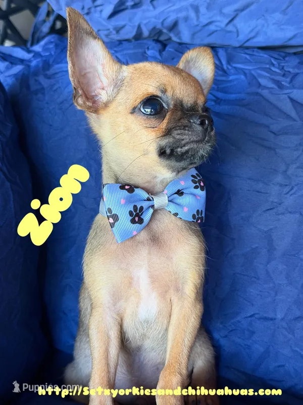 Zion – Chihuahua puppy for sale in Beaumont, TX