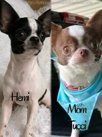 Hemi, a male Chihuahua for sale in Beaumont, TX – 7 of 8