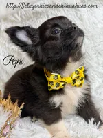 Papi, a male Chihuahua for sale in Beaumont, TX – 4 of 10