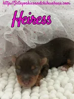 Heiress, a female Yorkshire Terrier for sale in Beaumont, TX – 4 of 10
