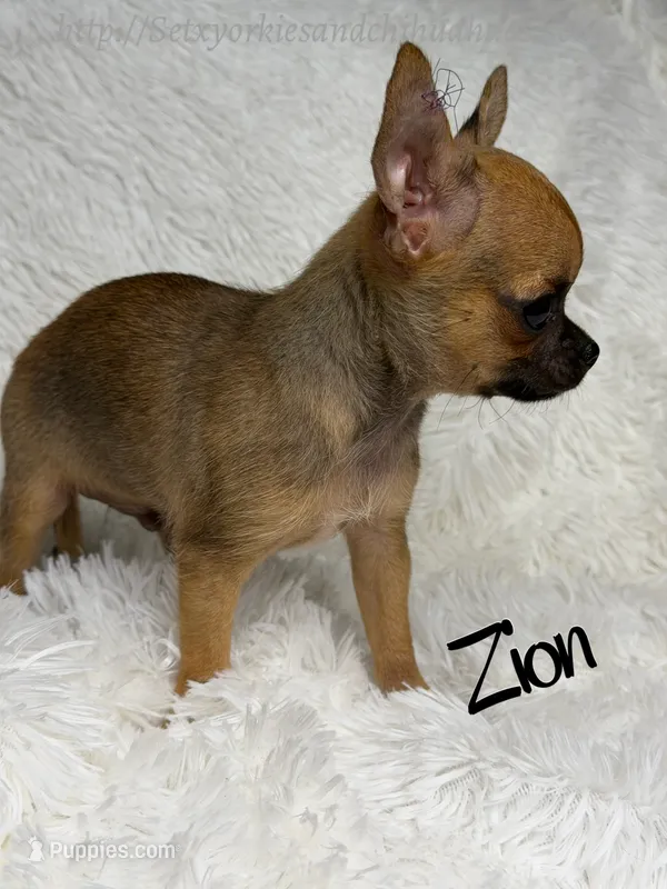 Zion – Chihuahua puppy for sale in Beaumont, TX