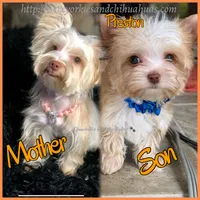 Preston, a male Yorkshire Terrier for sale in Beaumont, TX – 10 of 10