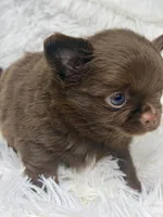 Paco, a male Chihuahua for sale in Beaumont, TX – 3 of 6