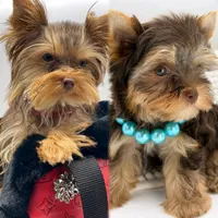 Valentino, a male Yorkshire Terrier for sale in Beaumont, TX – 5 of 10