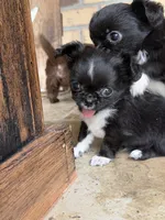 Peppi, a male Chihuahua for sale in Beaumont, TX – 6 of 9