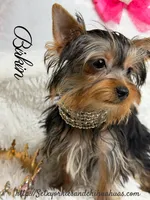 Birkin, a female Yorkshire Terrier for sale in Beaumont, TX – 4 of 10