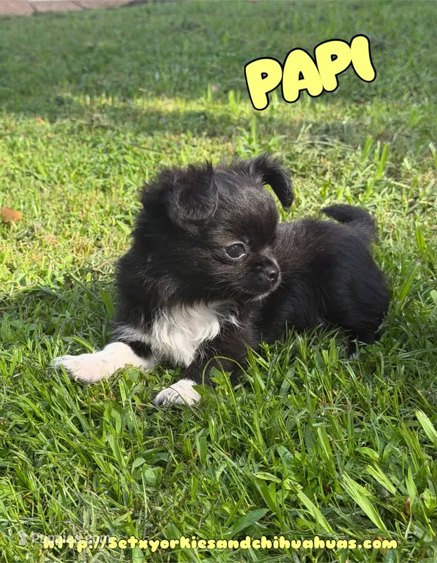 Papi – Chihuahua puppy for sale in Beaumont, TX