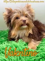 Valentino, a male Yorkshire Terrier for sale in Beaumont, TX – 2 of 6