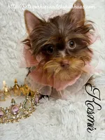 Kasmir, a female Yorkshire Terrier for sale in Beaumont, TX – 4 of 10