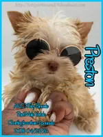 Preston, a male Yorkshire Terrier for sale in Beaumont, TX – 5 of 10