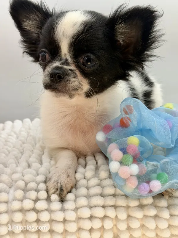 Zyrus – Chihuahua puppy for sale in Beaumont, TX