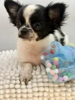Zyrus, a male Chihuahua for sale in Beaumont, TX – 1 of 6