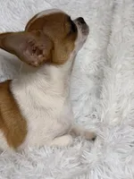Hades, a male Chihuahua for sale in Beaumont, TX – 6 of 9