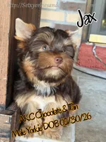 Jax, a male Yorkshire Terrier for sale in Beaumont, TX – 5 of 8