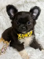 Papi, a male Chihuahua for sale in Beaumont, TX – 8 of 10
