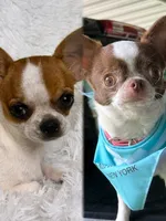 Hades, a male Chihuahua for sale in Beaumont, TX – 9 of 9