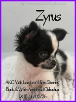 Zyrus, a male Chihuahua for sale in Beaumont, TX – 4 of 4