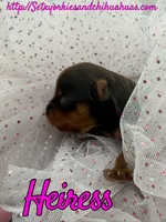 Heiress, a female Yorkshire Terrier for sale in Beaumont, TX – 7 of 10
