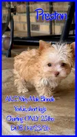 Preston, a male Yorkshire Terrier for sale in Beaumont, TX – 7 of 10