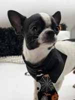Hemi, a male Chihuahua for sale in Beaumont, TX – 6 of 9