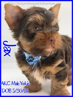 Jax, a male Yorkshire Terrier for sale in Beaumont, TX – 2 of 5
