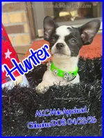 Hunter, a male Chihuahua for sale in Beaumont, TX – 9 of 10