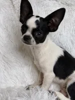 Hunter, a male Chihuahua for sale in Beaumont, TX – 6 of 8