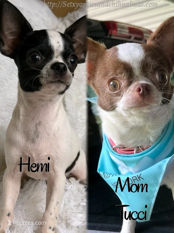 Hunter – Chihuahua puppy for sale in Beaumont, TX
