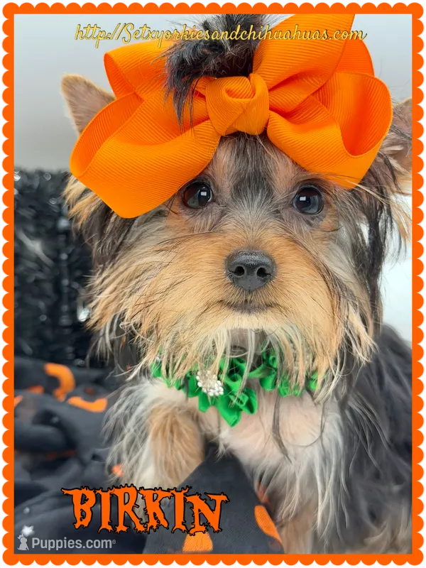 Birkin – Yorkshire Terrier puppy for sale in Beaumont, TX