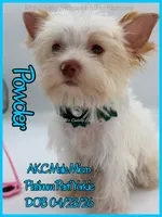 Powder, a male Yorkshire Terrier for sale in Beaumont, TX – 3 of 10