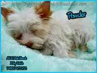 Powder, a male Yorkshire Terrier for sale in Beaumont, TX – 8 of 10