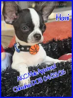 Hemi, a male Chihuahua for sale in Beaumont, TX – 6 of 9