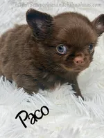Paco, a male Chihuahua for sale in Beaumont, TX – 6 of 6