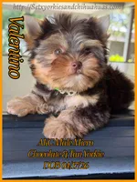 Valentino, a male Yorkshire Terrier for sale in Beaumont, TX – 8 of 10