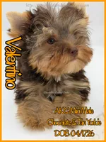 Valentino, a male Yorkshire Terrier for sale in Beaumont, TX – 3 of 10