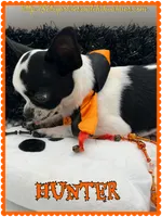 Hunter, a male Chihuahua for sale in Beaumont, TX – 4 of 7