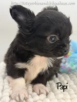 Papi, a male Chihuahua for sale in Beaumont, TX – 2 of 6