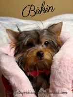 Birkin, a female Yorkshire Terrier for sale in Beaumont, TX – 6 of 10