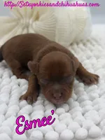 Esmee’, a female Yorkshire Terrier for sale in Beaumont, TX – 4 of 8