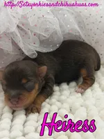 Heiress, a female Yorkshire Terrier for sale in Beaumont, TX – 10 of 10