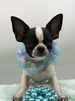 Hemi, a male Chihuahua for sale in Beaumont, TX – 2 of 8