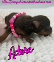 Adore, a female Yorkshire Terrier for sale in Beaumont, TX – 2 of 7